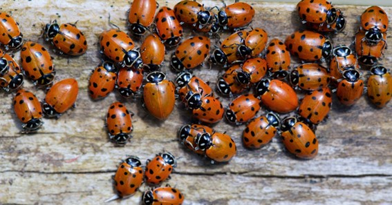What Is A Ladybug Raid